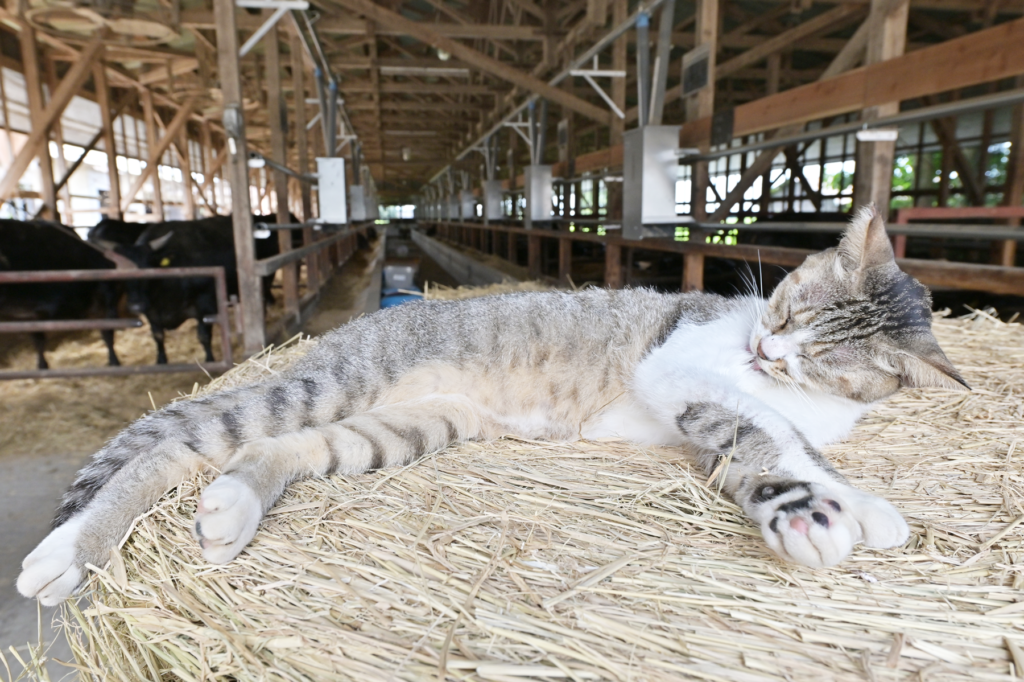 森川牧場ねこ